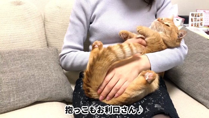 抱っこされる猫