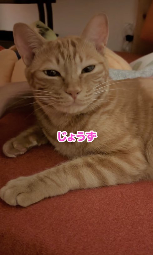 目を細める猫「じょうず」