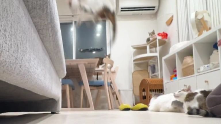 室内にいる猫たち