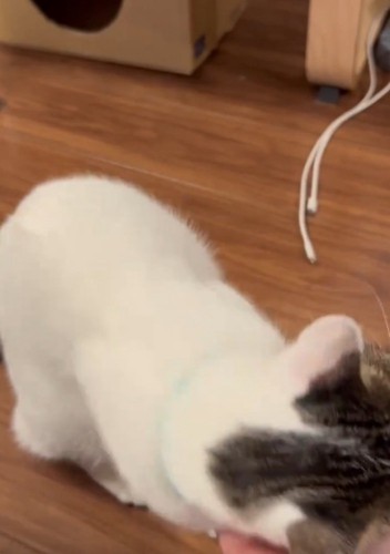 スリスリする猫