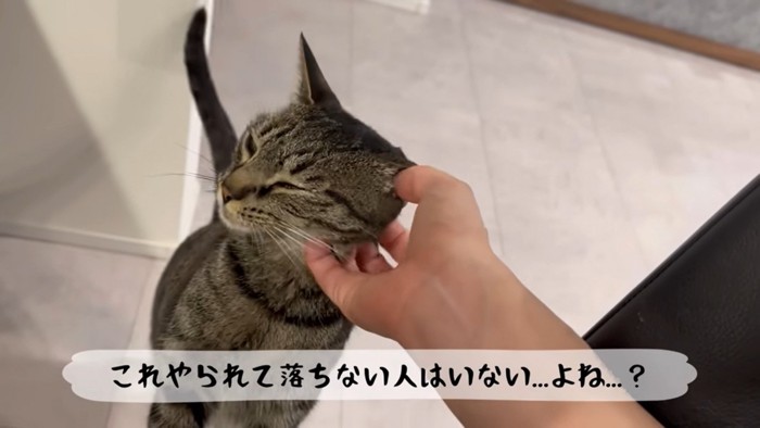 ももまる「撫でられて気持ちいい」