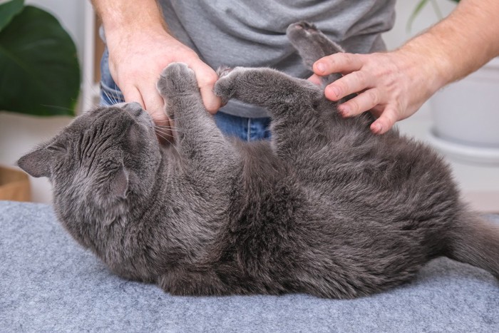 人間の手に噛み付く猫