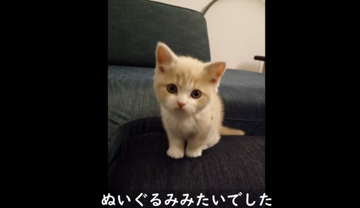 ちょこんと座ってこちらを見る子猫