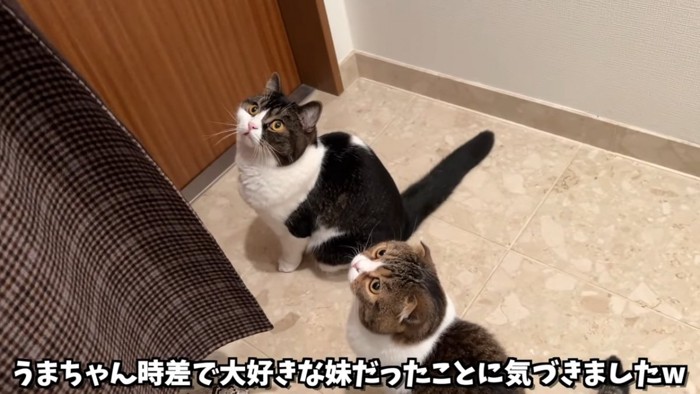 見上げる2匹の猫