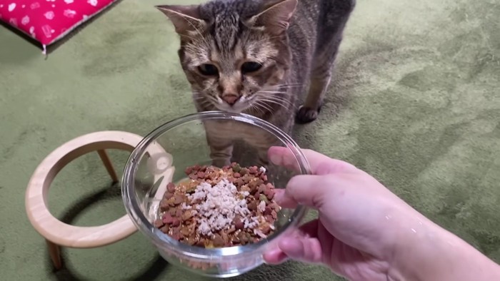 猫がごはんを食べる前