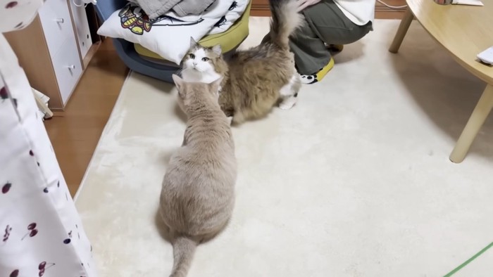 座る短毛猫の前で顔をあげる長毛猫