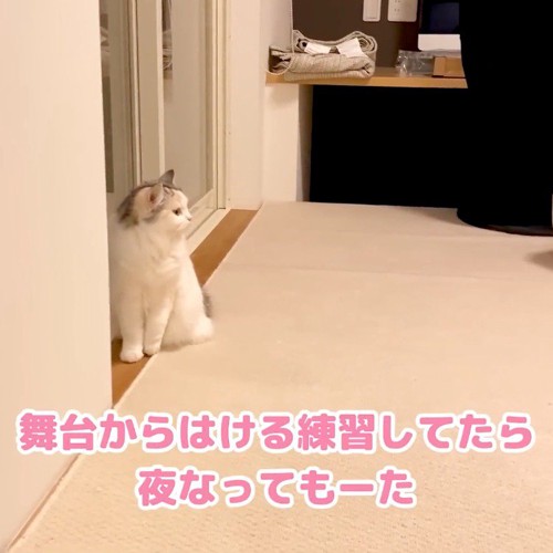 部屋の隅から部屋の中を見渡す三毛猫