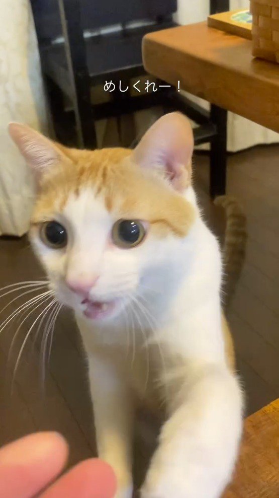 飼い主の手を自分の前足で引き寄せる猫