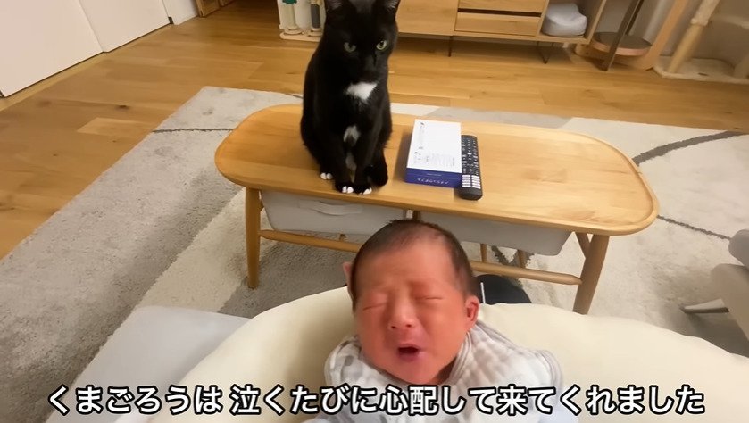 赤ちゃんを見守る猫