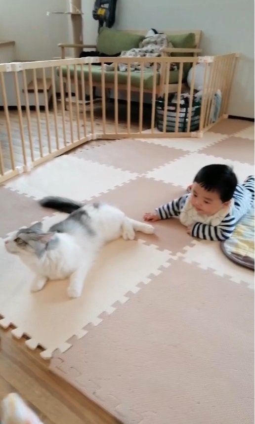 赤ちゃんと猫2