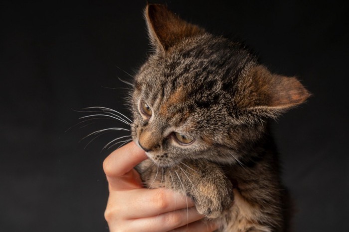 イカミミで指を吸う子猫