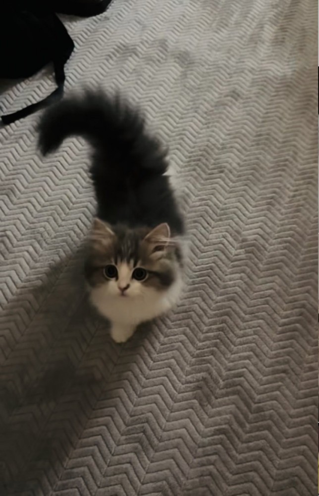 ママさんのもとに駆けてくる子猫