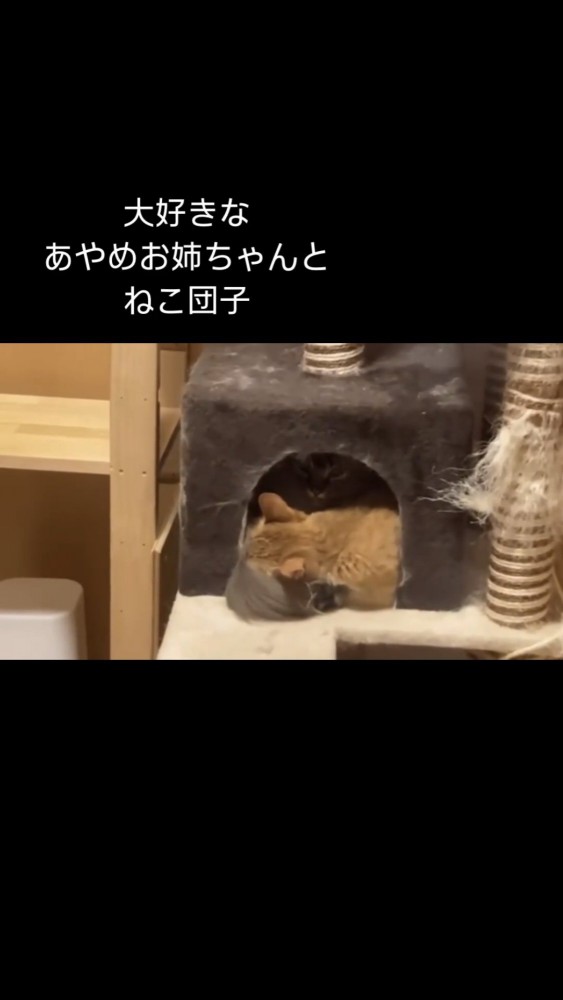 触れ合う2匹の猫