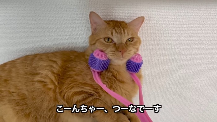 顔をマッサージされている猫