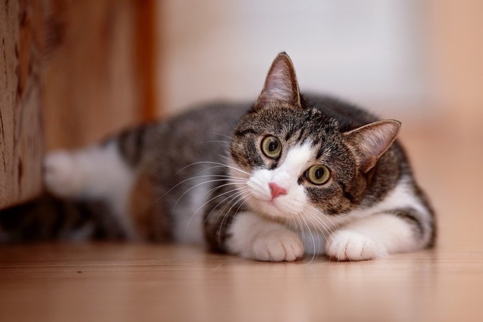 愛くるしく向く猫