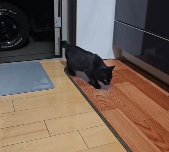 家に入ってきた子猫