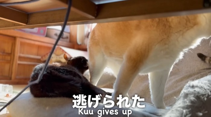 猫に逃げられる柴犬