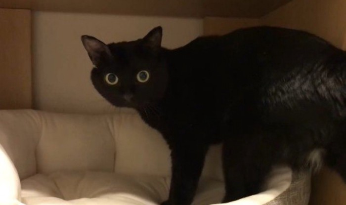 じーっと見つめたままベッドへ入る猫