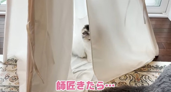 テントの中の猫