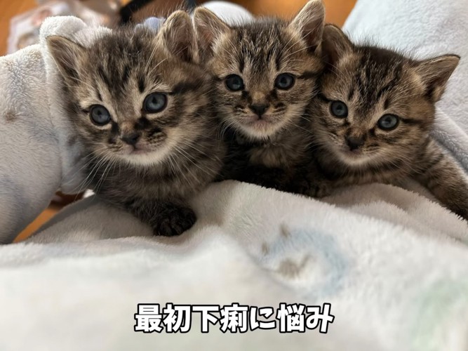抱っこされ上を見る子猫たち