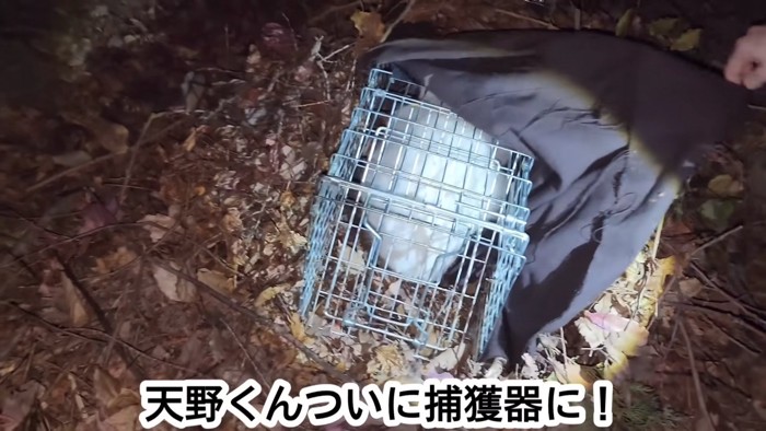 捕獲器の中にいる猫