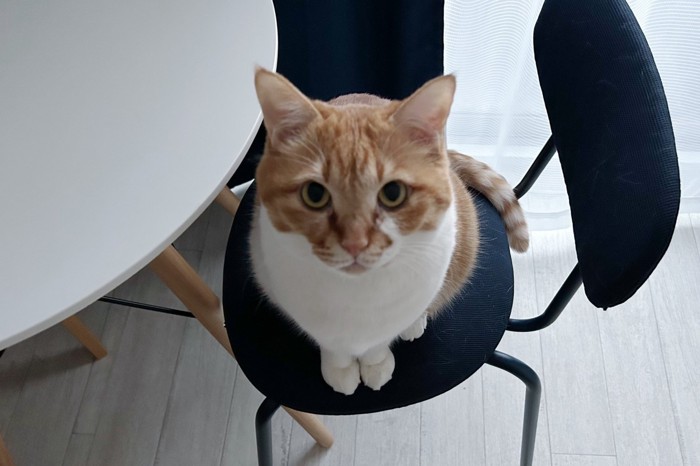 イスに乗る猫