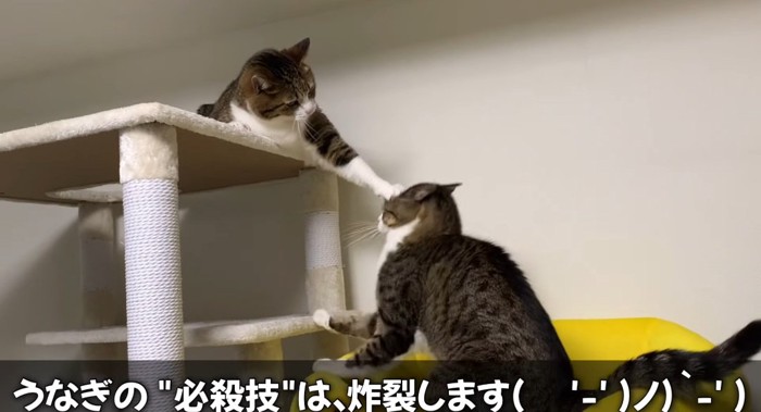 頭を抑える猫