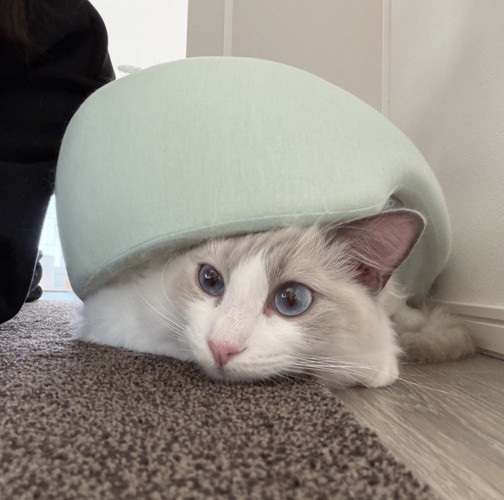 ペット用ベッドを頭に乗せて周囲を眺める猫