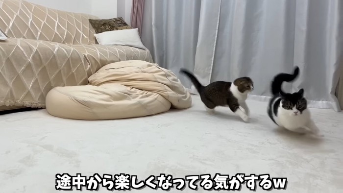 追いかけっ子する2匹の猫