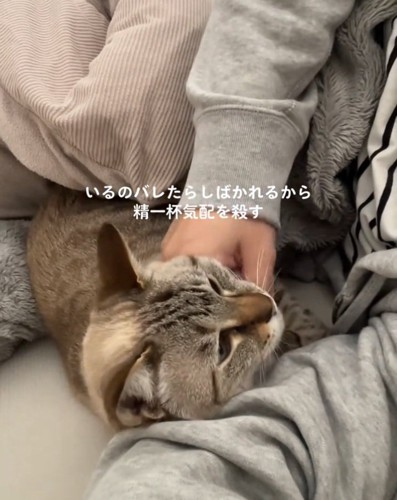 飼い主さんを見る猫