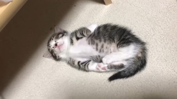 オハナくんのアップ