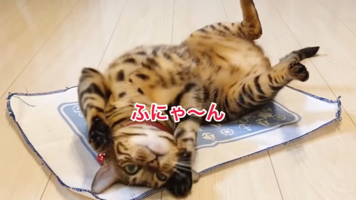 マタタビシートの上に乗る赤い首輪の猫