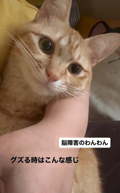 茶トラ猫