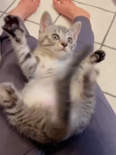 手足を広げる猫