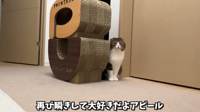 爪とぎの後ろに座る猫