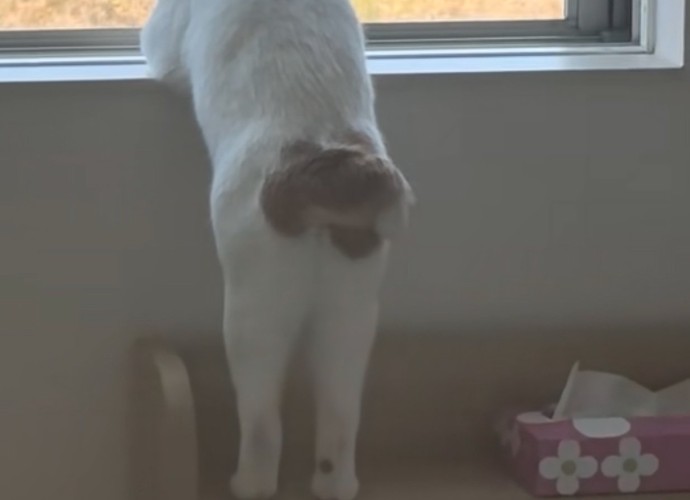 猫の小さなしっぽ