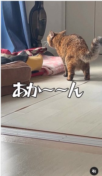 背中を丸める猫