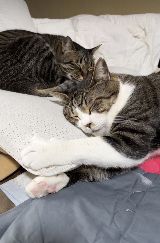 布団の上で一緒に寝るキジ白猫とキジトラ猫