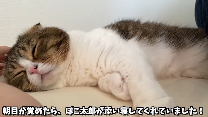 寝ている猫