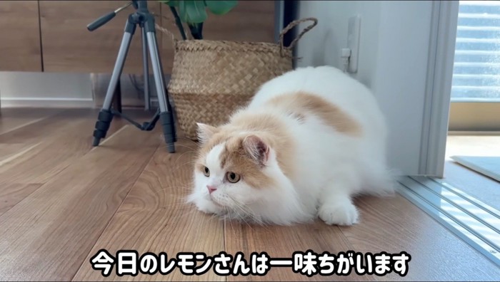 おもちゃを見てお尻を振る猫