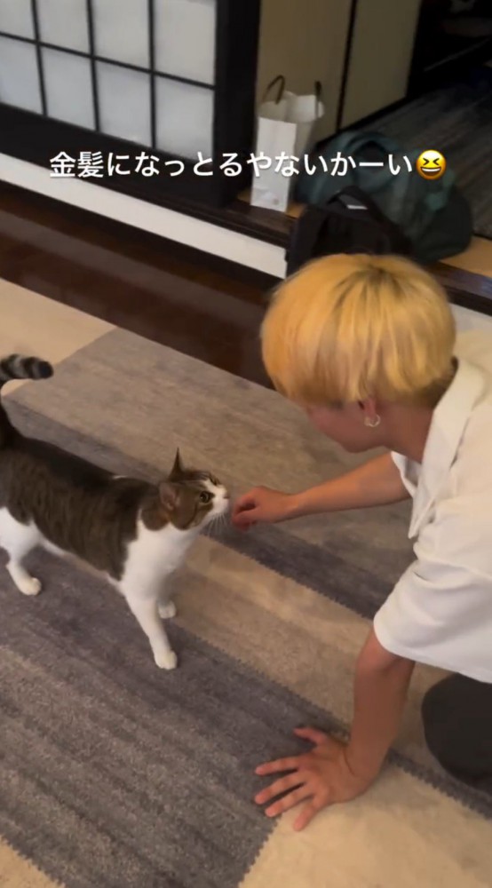 男性の顔を凝視する猫