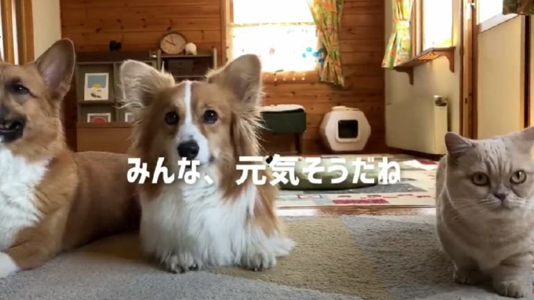 座っている猫と犬