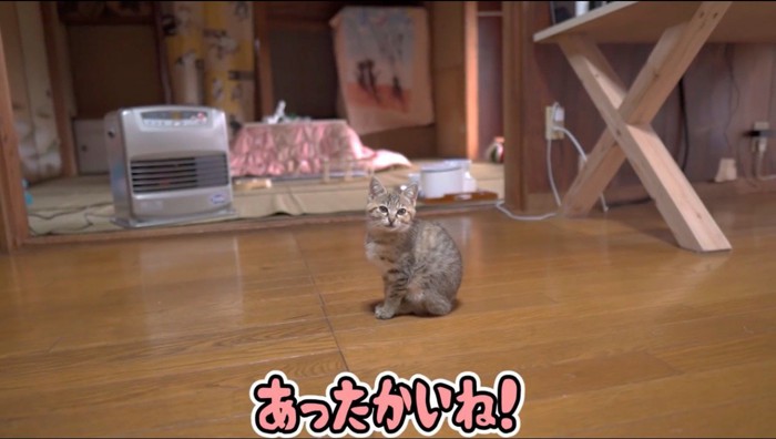 大きな声で鳴くさび色の子猫に話しかける飼い主