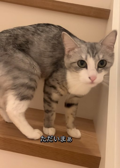 上目遣いの猫