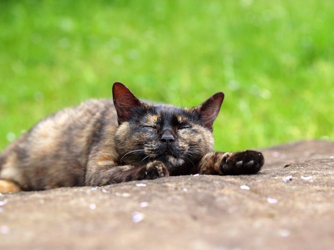 道に寝そべるサビ猫