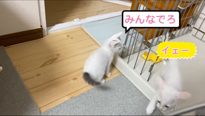 ケージから出る猫とケージの外にいる猫