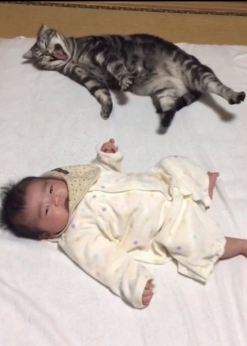 あくびをする猫