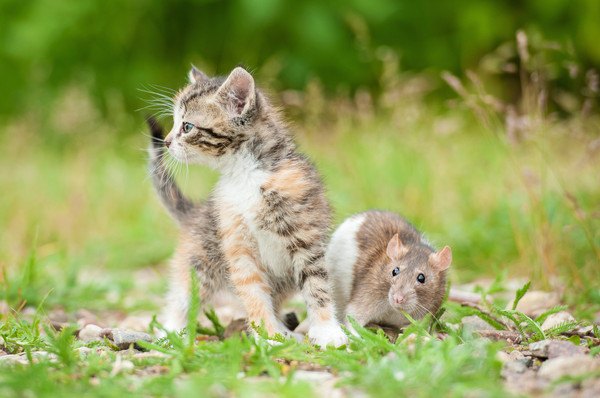 外で一緒にいる子猫とネズミ