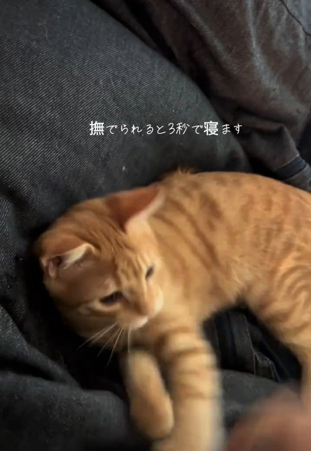 飼い主さんと遊ぶテトラくん