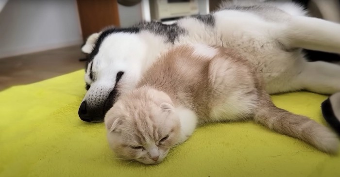 ハスキーのそばで眠る猫